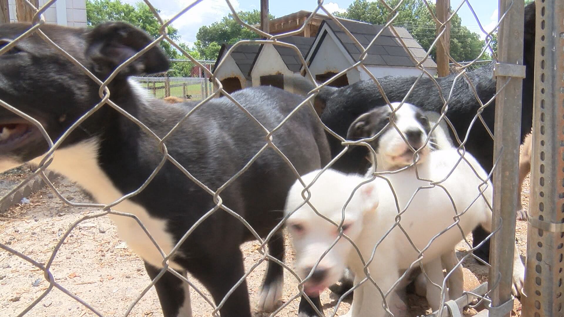 'Dog Days of Summer': Colbert County Animal Shelter officials putting on fundraiser, adoption event - Vimarsana News