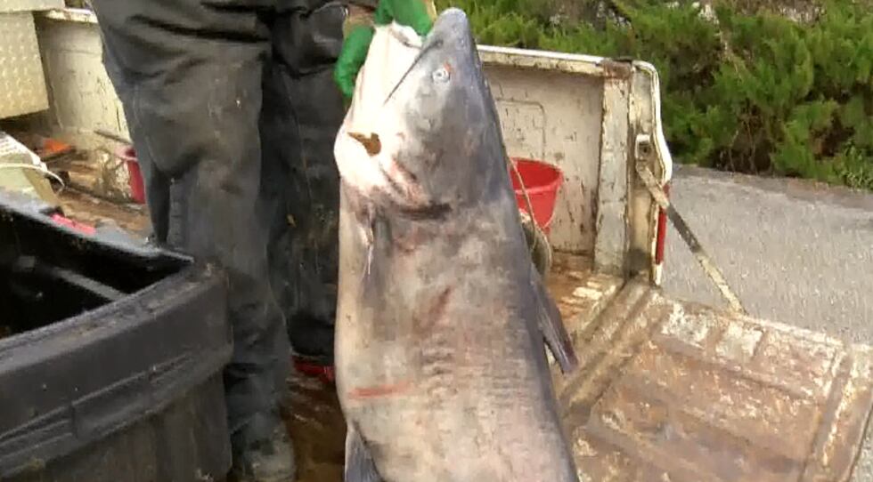 The fish weighed in a 98 pounds 3 ounces, according to Pride