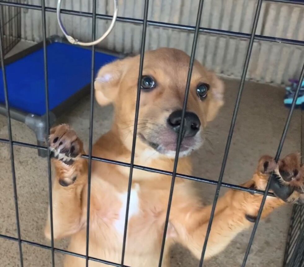 Greater Huntsville Humane Society making needed renovations