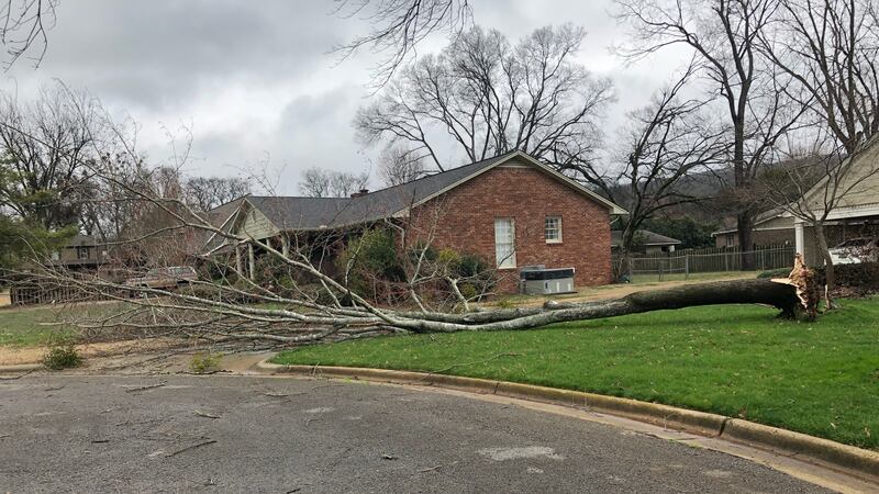 Downed tree on Locust Circle