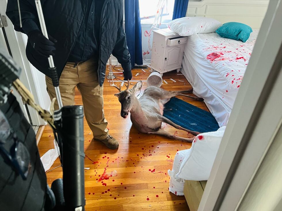 Police euthanize a deer after it crashes into a Florence home