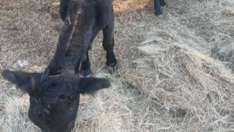 Cows picked up by Morgan County Sheriff's deputies in Somerville