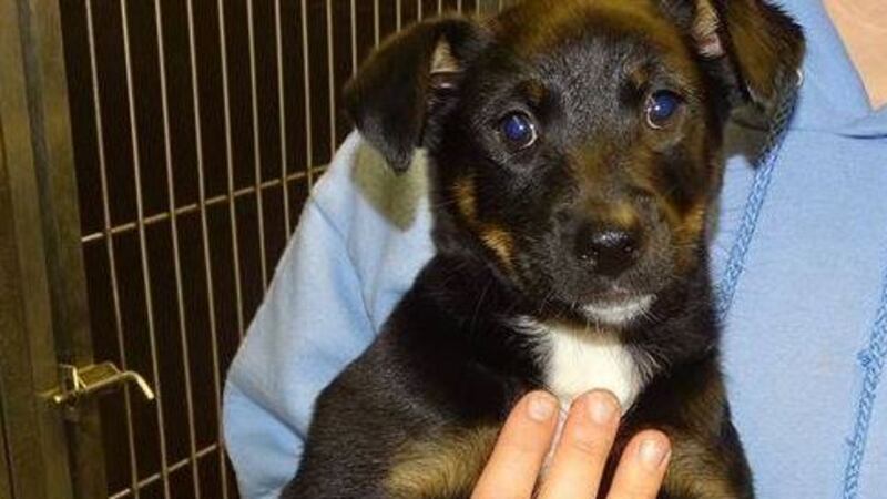 Source: Athens-Limestone Animal Shelter