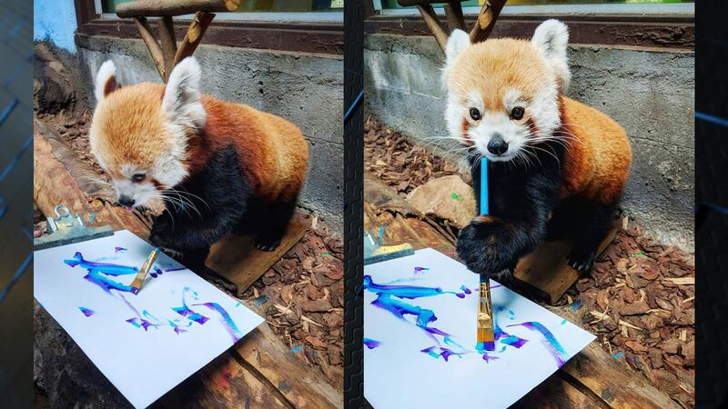 (Source: The Birmingham Zoo)