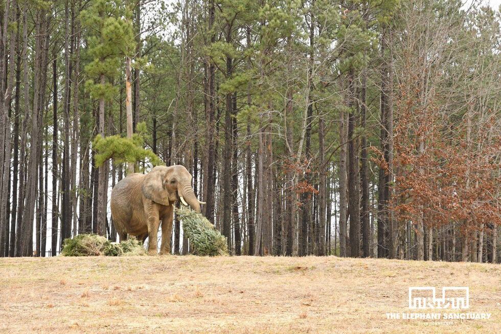 (Source: The Elephant Sanctuary)