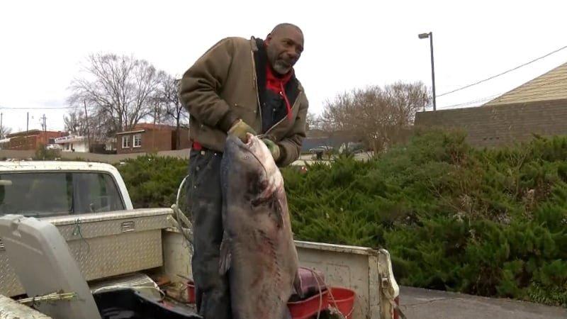 Pride caught the catfish on December 12 at Point Mallard