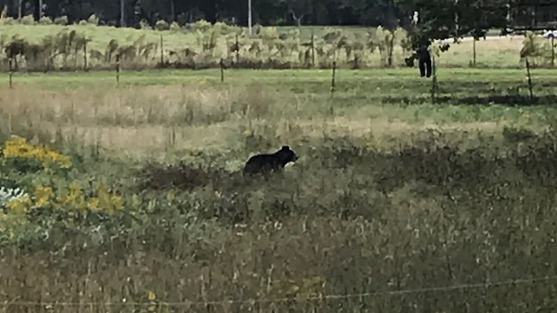 Albertville police responded to a bear sighting off Highway 75 near Edmondson Street on Oct....