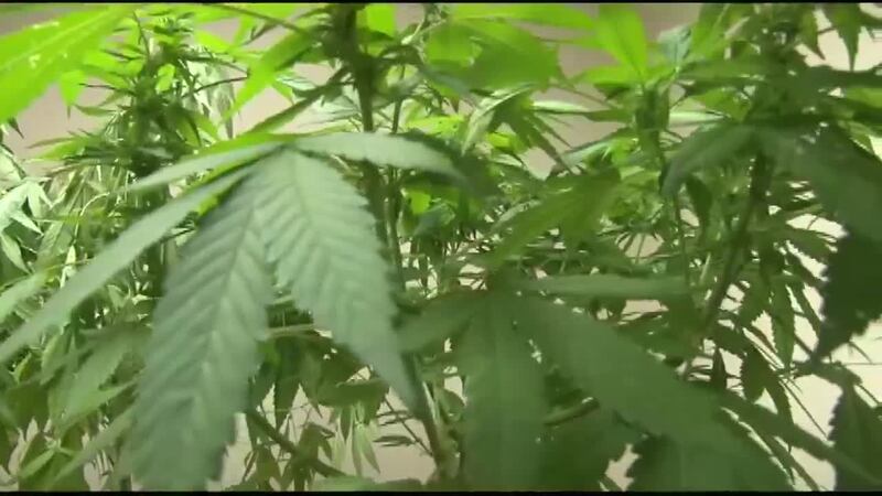 Alabama Senate committee passes medical marijuana bill