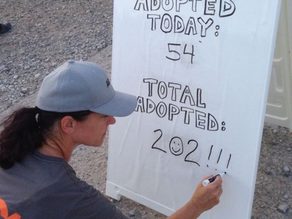 Volunteers make the final tally at the end of the weekend-long drive. (Source: ASPCA)