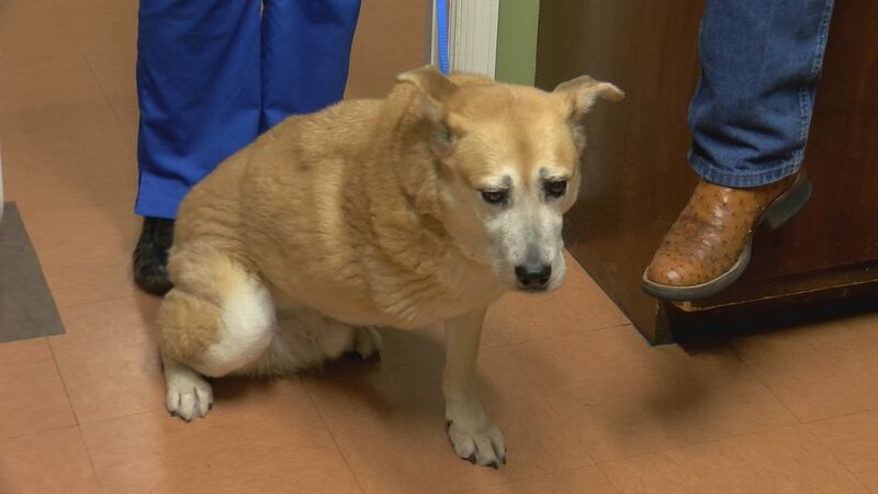 A Decatur veterinarian helped save Lucky, who is believed to have been used as a bait dog.