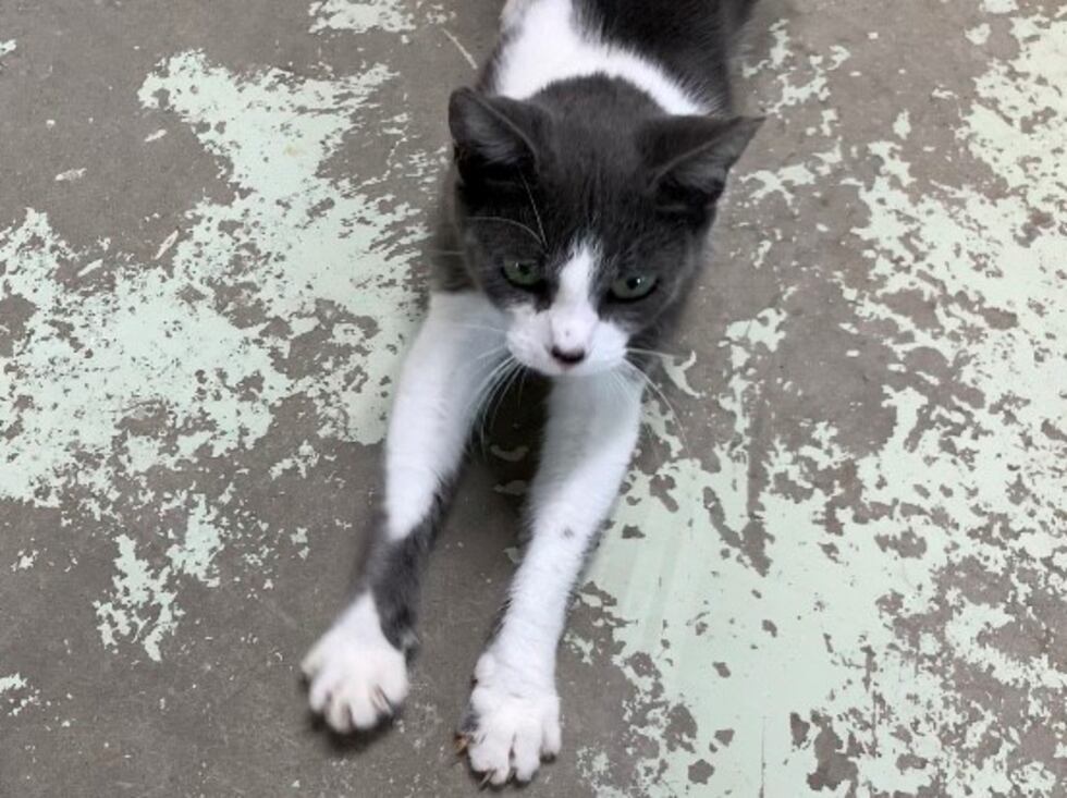 Greater Huntsville Humane Society making needed renovations
